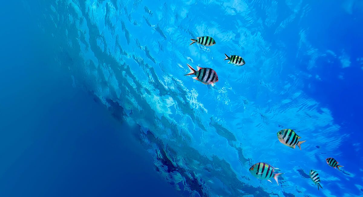 Thuốc Thử Độ Mặn (0-40g/kg) Cho Test Kit HI3835, 100 Lần Đo Hanna HI3835-100 Thuốc Thử Độ Mặn (0-40g/kg) Cho Test Kit HI3835, 100 Lần Đo Hanna HI3835-100